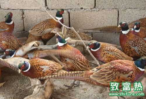 2016養野雞賺錢嗎？2016野雞養殖前景及市場價格行情分析