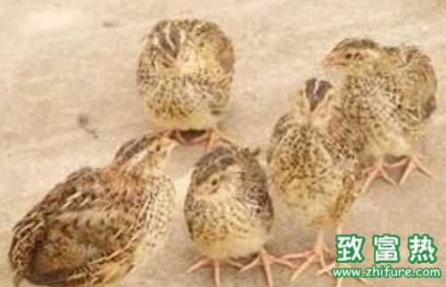 2016養(yǎng)鵪鶉賺錢嗎？2016鵪鶉養(yǎng)殖前景及市場價格行情分析