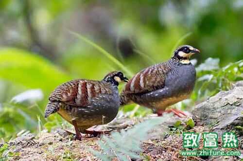 2016養鷓鴣賺錢嗎？2016鷓鴣養殖前景及市場價格行情分析