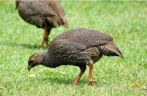 2016養鷓鴣賺錢嗎?