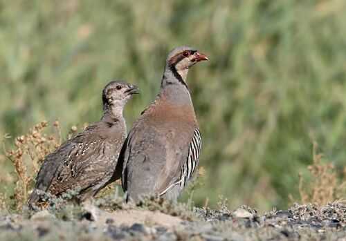 2016鷓鴣養殖前景及市場價格行情分析