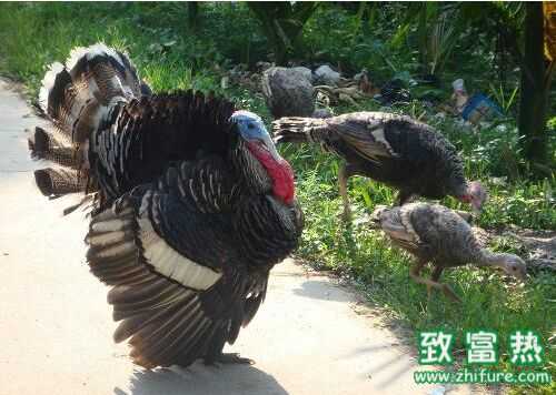 2016養(yǎng)火雞賺錢嗎？2016火雞養(yǎng)殖前景及市場價格行情分析