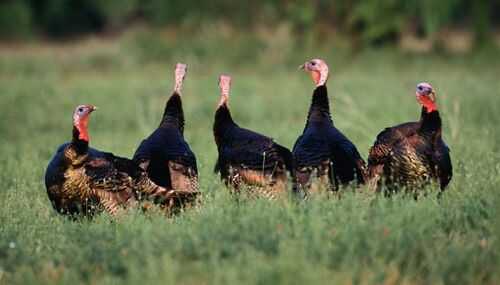 2016養火雞賺錢嗎？