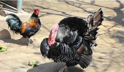 2016火雞養殖前景及市場價格行情分析