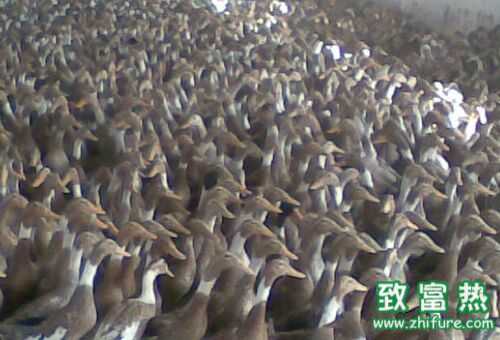 2016養蛋鴨賺錢嗎？2016蛋鴨養殖前景及市場價格行情分析