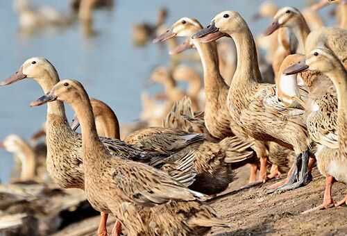 2016養蛋鴨賺錢嗎?