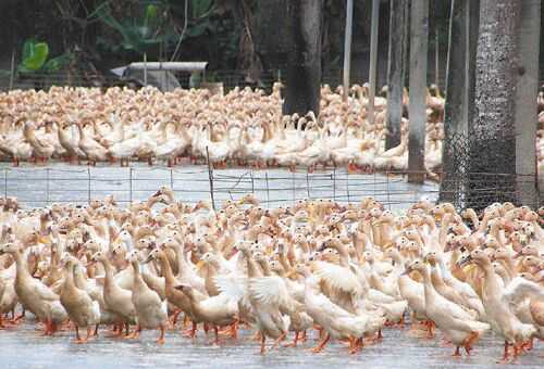2016蛋鴨養殖前景及市場價格行情分析
