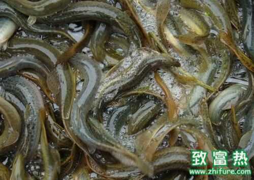 2016養泥鰍賺錢嗎？2016泥鰍養殖前景及市場價格行情分析