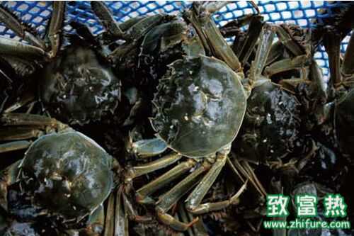 2016養蟹賺錢嗎？2016養蟹前景及市場價格行情分析