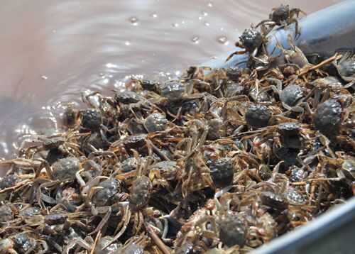 2016養蟹賺錢嗎？