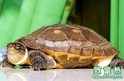 2016養烏龜賺錢嗎?2016烏龜養殖前景及市場價格行情分析