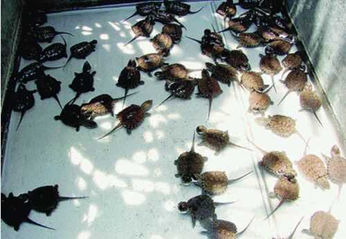 2016養烏龜賺錢嗎?