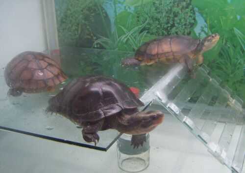 2016烏龜養殖前景及市場價格行情分析