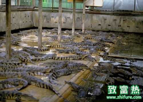 2016養(yǎng)鱷魚賺錢嗎？2016鱷魚養(yǎng)殖前景及市場價格行情分析