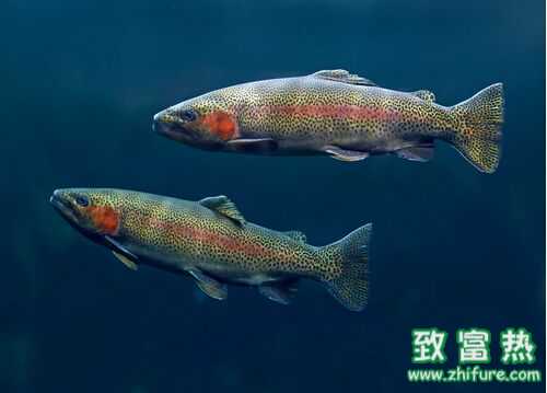 2016養(yǎng)虹鱒魚賺錢嗎？2016虹鱒魚養(yǎng)殖前景及市場價格行情分析