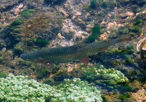 2016養(yǎng)虹鱒魚賺錢嗎?