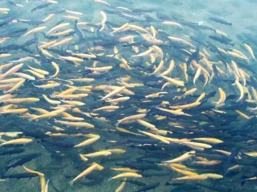 2016虹鱒魚養(yǎng)殖前景及市場價(jià)格行情分析