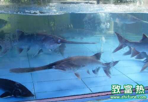 2016養(yǎng)鴨嘴魚賺錢嗎？2016鴨嘴魚養(yǎng)殖前景及市場(chǎng)價(jià)格行情分析