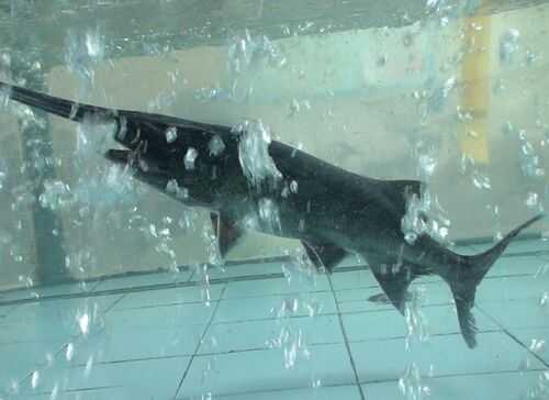 2016養鴨嘴魚賺錢嗎?