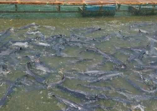 2016鴨嘴魚養殖前景及市場價格行情分析