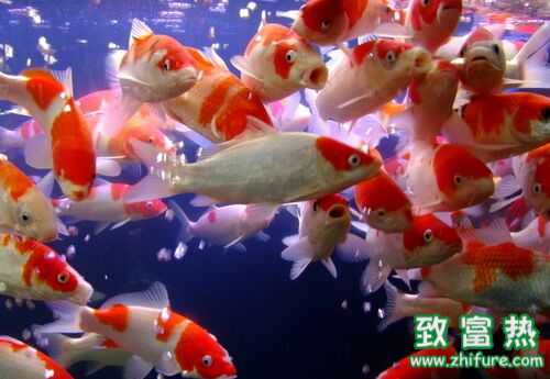 2016養錦鯉賺錢嗎？2016錦鯉養殖前景及市場價格行情分析