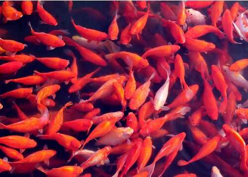 2016養錦鯉賺錢嗎？