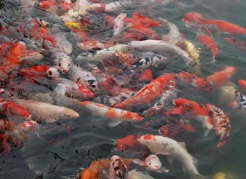 2016錦鯉養殖前景及市場價格行情分析