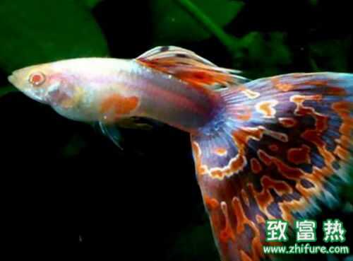 2016養(yǎng)孔雀魚賺錢嗎？2016孔雀魚養(yǎng)殖前景及市場價格行情分析