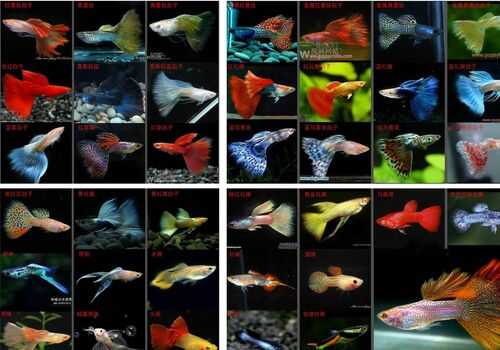 2016養孔雀魚賺錢嗎？