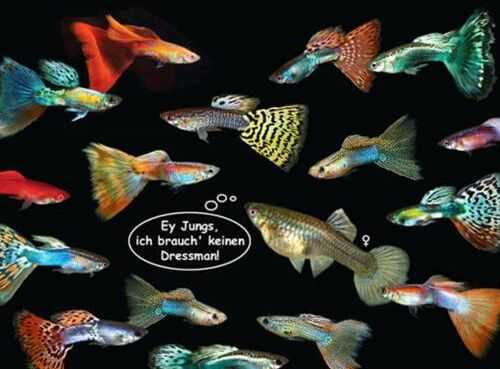 2016孔雀魚養殖前景及市場價格行情分析