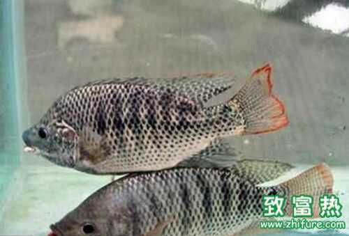 2016養(yǎng)羅非魚賺錢嗎？2016羅非魚養(yǎng)殖前景及市場價格行情分析