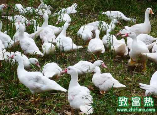 2016養香鶉雁賺錢嗎？2016香鶉雁養殖前景及市場價格行情分析