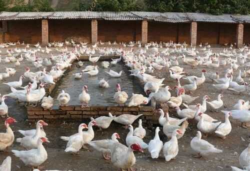 2016養香鶉雁賺錢嗎？