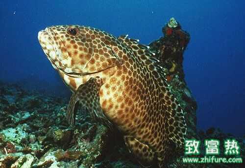 2016養石斑魚賺錢嗎？2016石斑魚養殖前景及市場價格行情分析