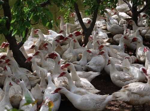 2016香鶉雁養殖前景及市場價格行情分析