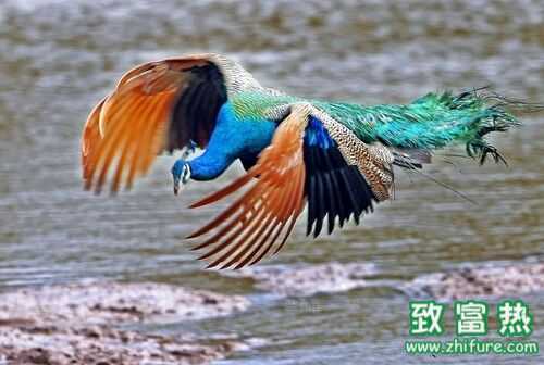 2016養藍孔雀賺錢嗎？2016藍孔雀養殖前景及市場價格行情分析