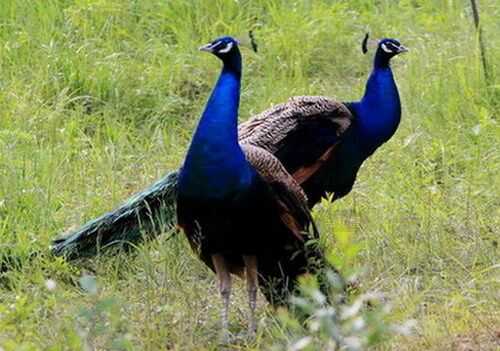 2016養藍孔雀賺錢嗎?