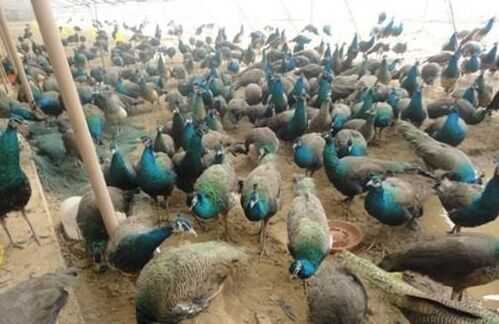 2016藍孔雀養殖前景及市場價格行情分析