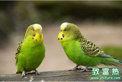 2016養鸚鵡賺錢嗎？2016鸚鵡養殖前景及市場價格行情分析