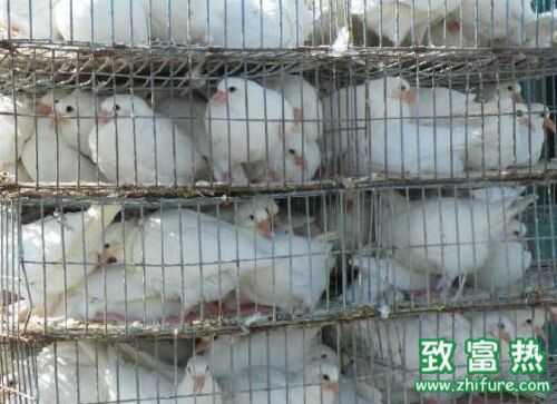 2016養肉鴿賺錢嗎？2016肉鴿養殖前景及市場價格行情分析