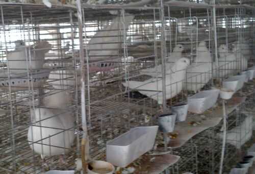 2016養(yǎng)肉鴿賺錢嗎？