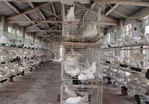 2016肉鴿養(yǎng)殖前景及市場價格行情分析