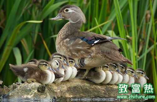 2016養(yǎng)野鴨賺錢嗎？2016野鴨養(yǎng)殖前景及市場(chǎng)價(jià)格行情分析