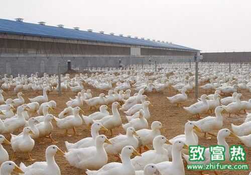 2016養肉鴨賺錢嗎？2016肉鴨養殖前景及市場價格行情分析