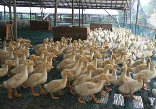 2016養肉鴨賺錢嗎？