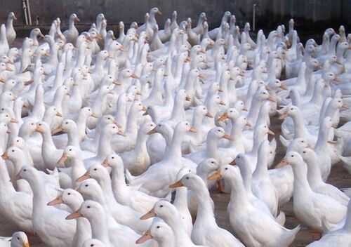 2016肉鴨養殖前景及市場價格行情分析