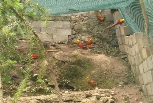 2016養錦雞賺錢嗎?