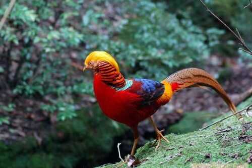 2016錦雞養殖前景及市場價格行情分析