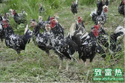 2016養貴妃雞賺錢嗎？2016貴妃雞養殖前景及市場價格行情分析