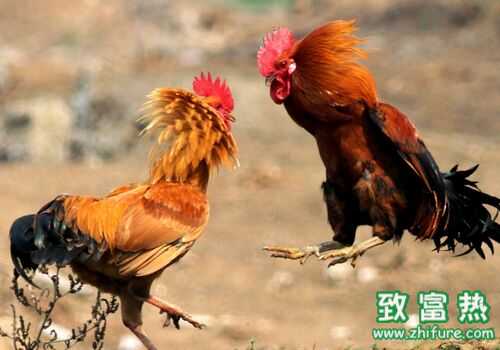 2016養(yǎng)斗雞賺錢嗎？2016斗雞養(yǎng)殖前景及市場價(jià)格行情分析